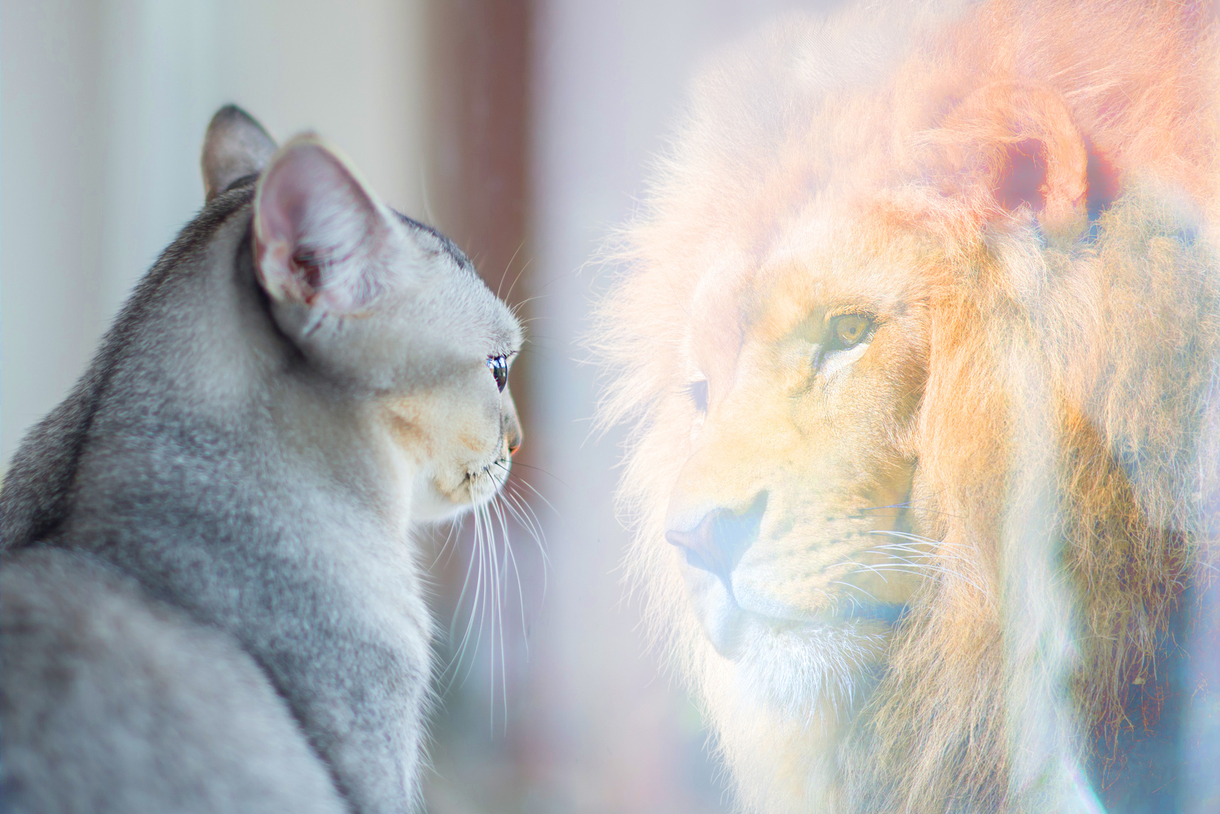 Cat looking at mirror and sees itself as a lion. Self esteem or desire concept.